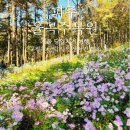 파주임진강꿀벌 | 서울근교 가을나들이 파주 율곡수목원