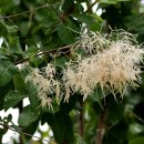 안개나무 이미지