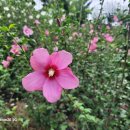 바다향기 이미지