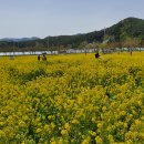 삼척 유채꽃 삼척해변 이미지