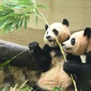 판다 이미지