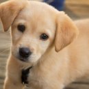 서울수유동물약국 이미지