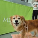 아산 반려견 교육센터 | 서초동물사랑센터 반려견교육 심화반 수강후기