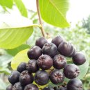 성애농장 이미지