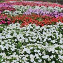 선화양봉 이미지