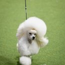 소르베 펫살롱 이미지