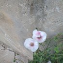 관상용 양귀비꽃 이미지