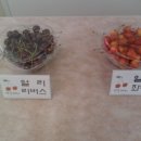 경주 체리 이미지