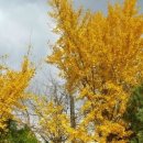 덕산 은행나무길 이미지