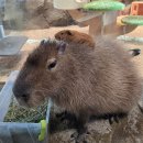 월드탑 | 세상의 귀여움이 다 모여있는 울산 명소 [와글와글 동물원]