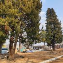 금송목재 이미지