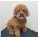 더바름동물병원 이미지