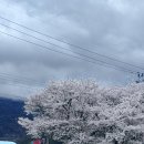 한재로 | 청도 야장 미나리 삼겹살 맛집 한재골가든 방문후기