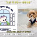 오픈독하우스 이미지