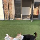 달콤하개 이미지
