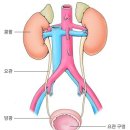 도가경전 원기론 元氣論 4. 단전 3초 역할에 생사가 이미지