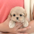 미유펫 강아지분양 고양이분양 김포점 이미지