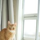 야옹PC | 베란다 펫도어 설치 고양이 문 타비오 방묘창 시공 후기