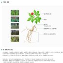 한국산양산삼유통센터