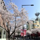 환경운동연합에코생활협동조합 | 서울 벚꽃 명소 필운대로 개화 현황 (벚꽃카페 추천)