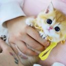 강남고양이분양 스타돌스 이미지