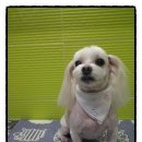 둘리애견미용샵 이미지