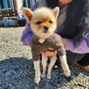 올랑고디또 이미지