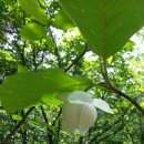 산목련 Daum카페
