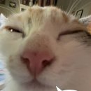 톡톡사랑니치과의원 이미지