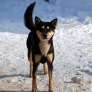 진도개사랑 이미지