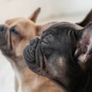 24시 더케어 동물의료센터 이미지