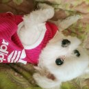 조약돌집 이미지