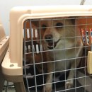 루비켄넬 이미지