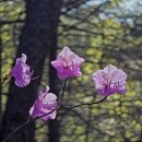 진달래산천 이미지