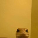 개굴개굴 이미지