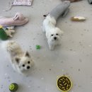 변신하개 네이버블로그