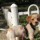 Rapport Canine 네이버블로그