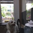 오늘은 특별하개 이미지