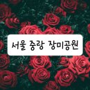 제222회 중랑구 꽃의 여왕 5월의 장미꽃길 걷기 이미지