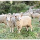 원단양농장 이미지