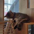 야옹아놀자캣카페 - 연수구 샘말로8번길 7-7 | 야옹아놀자캣카페