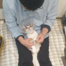 고양이미용&호텔 냥집사 이미지