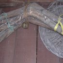 참나무쟁이 이미지