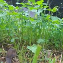 네잎클로버 이미지