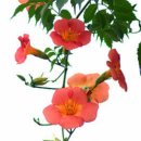 플러스펜 수채화 이미지