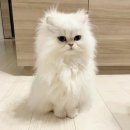 페르시안캣 | 페르시안 고양이 분양 전 꼭 알아야 할 정보 정리