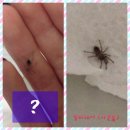 펫스토리 수가 이미지