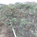 슈퍼산딸기&amp; 블랙베리 복분자묘목5호. 이미지