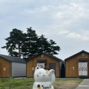 네코스테이 고양이마을 이미지