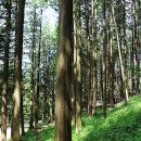 상관 공기마을 편백숲 이미지